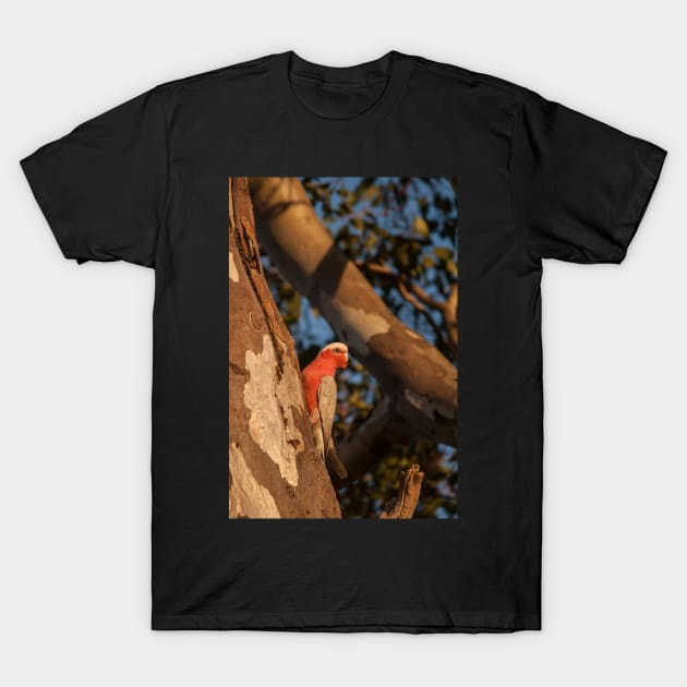 Galah T-Shirt by DeborahMcGrath